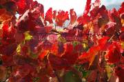 ID: 4928 (10107)