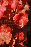 ID: 4929 (10107)