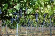 ID: 4932 (10107)