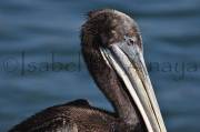 ID: 126 (30102)