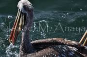 ID: 142 (30102)