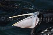 ID: 144 (30102)