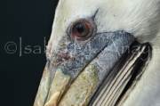 ID: 145 (30102)
