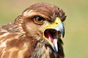 ID: 56 (30101)