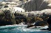 ID: 4344 (10105)