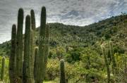 ID: 6752 (10113)