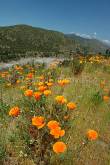 ID: 2926 (10106)