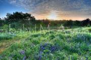 ID: 1002 (10107)