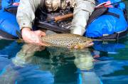 ID: 7490 (40100)