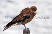 ID: 195 (30101)